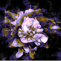 Thrived - Anthea EP