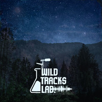 Wildtracks Lab - Cicadas, crickets and forest sounds at nigth