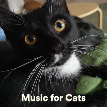 Music for Cats, Cat Music Experience, Cats Music Zone - Music for Cats