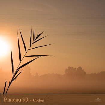 Plateau 99 - Cotton