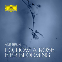 Ane Brun - Lo, How a Rose E'er Blooming