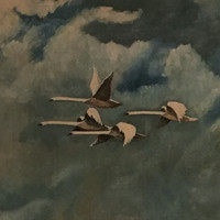 Tom Bioly - nypz