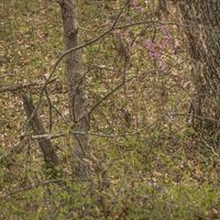 ant - white people flow