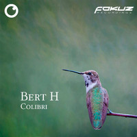 Bert H - Colibri