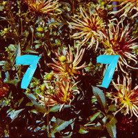 B77 - Fleur