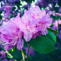 Astropilot - Rhododendron