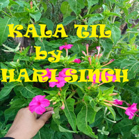 Hari Singh - Kala Til