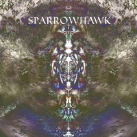 Orpheus - Sparrowhawk