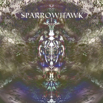 Orpheus - Sparrowhawk