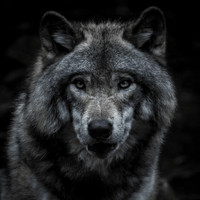 Oleg Kalita - Kingdom of Wolves (Acoustic)