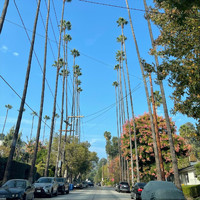 Pronghorn Los Angeles - Turn On
