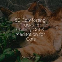 Music for Pets Library, Pet Care Club, Music For Cats TA - 50 Comforting Tracks for Chilling Out & Meditation for Cats