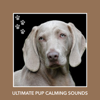 Puppy Relaxation - Ultimate Pup Calming Sounds