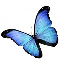DiFi - Butterfly