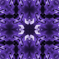 Purple Rhapsody - Cellissimo