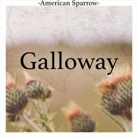 American Sparrow - Galloway
