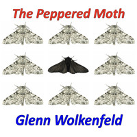 Glenn Wolkenfeld - The Peppered Moth