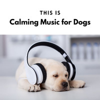 Calming Music for Dogs - This is Calming Music for Dogs