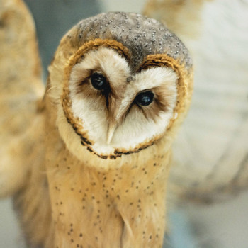 Owl - Owl