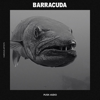 Various Artists - Barracuda