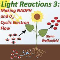 Glenn Wolkenfeld - Light Reactions 3: Making Nadph and O2; Cyclic Electron Flow