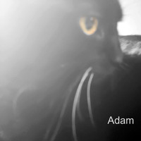 Adam - The Alley Cat