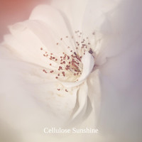 Cellulose Sunshine - A Light Far Out