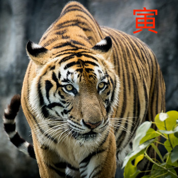 Various Artists - 寅