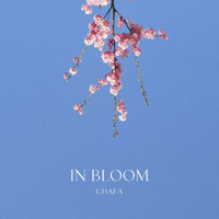 Chafa - In Bloom