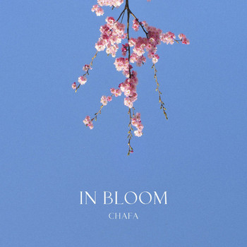 Chafa - In Bloom