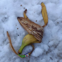 adrian cox & 'lys assia' - Fruit in Snow (not so Short Music Vol I)