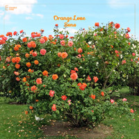 Sono - Orange Love