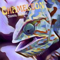 Animal Culture - Chameleon