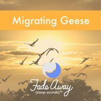 Fade Away Sleep Sounds - Migrating Geese