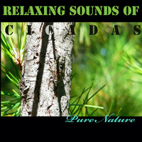Pure Nature - Relaxing Sounds of Cicadas