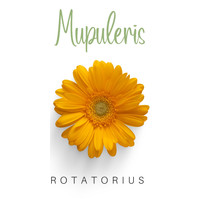 Rotatorius - Mupuleris