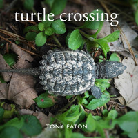 Tony Eaton - Turtle Crossing