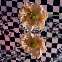 Felivand - Butterfly Wings