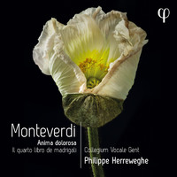Collegium Vocale Gent and Philippe Herreweghe - Monteverdi: Il quarto libro de madrigali