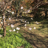 Chino Yoshio - Winter Cherry Blossoms (Remastered)