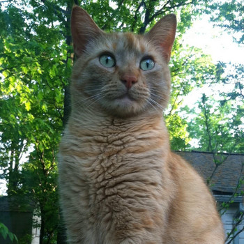 Bengalfuel - Norulla