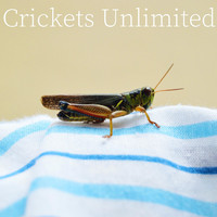 Sleep Music - Crickets Unlimited