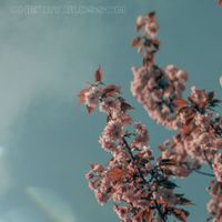 saturn's ringz - Cherry Blossom