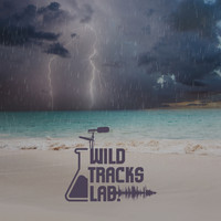 Wildtracks Lab - Tropical Storm On The Beach