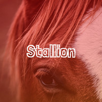 Aaryan - Stallion