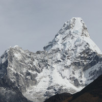 Glåsbird - Himalaya