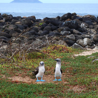 The Touch of Sound - Blue Footed Boobies