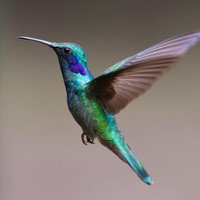 William - Hummingbird