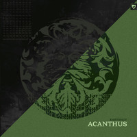 Earthnut - Acanthus
