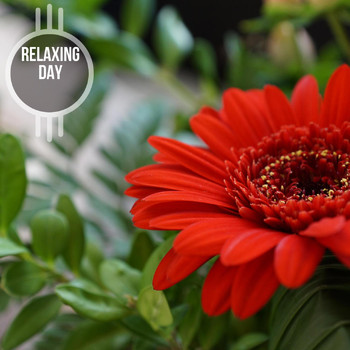 Various Artists - Relaxing Day